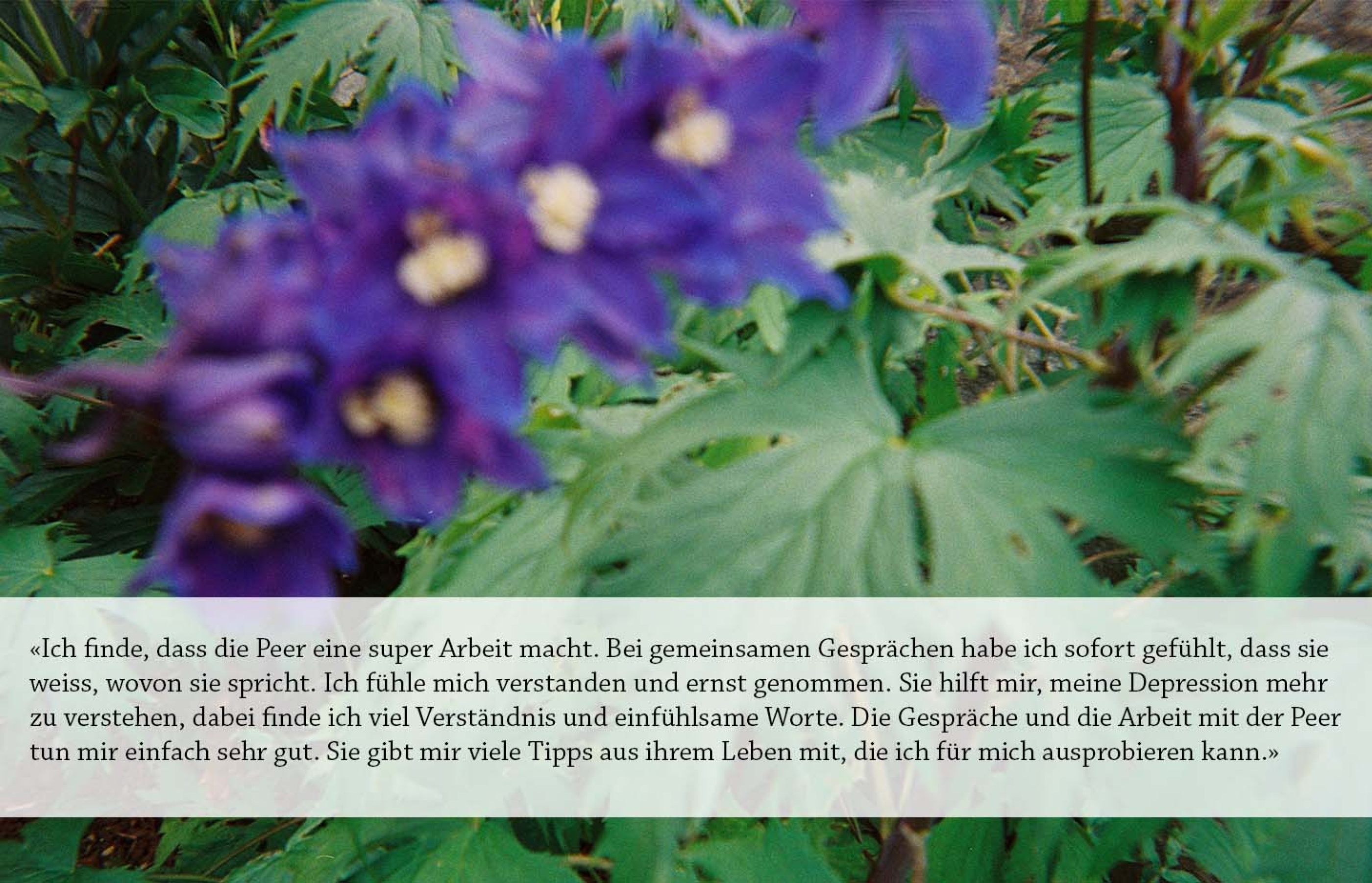 Man sieht violette Blumen mit grünen Blättern im Hintergrund mit dem Text als Zitat eines Leistungsnutzenden über die Peer-Arbeit. «Bei gemeinsamen Gesprächen habe ich sofort gefühlt, dass sie weiss, wovon sie spricht. Ich fühle mich verstanden und ernst genommen.»