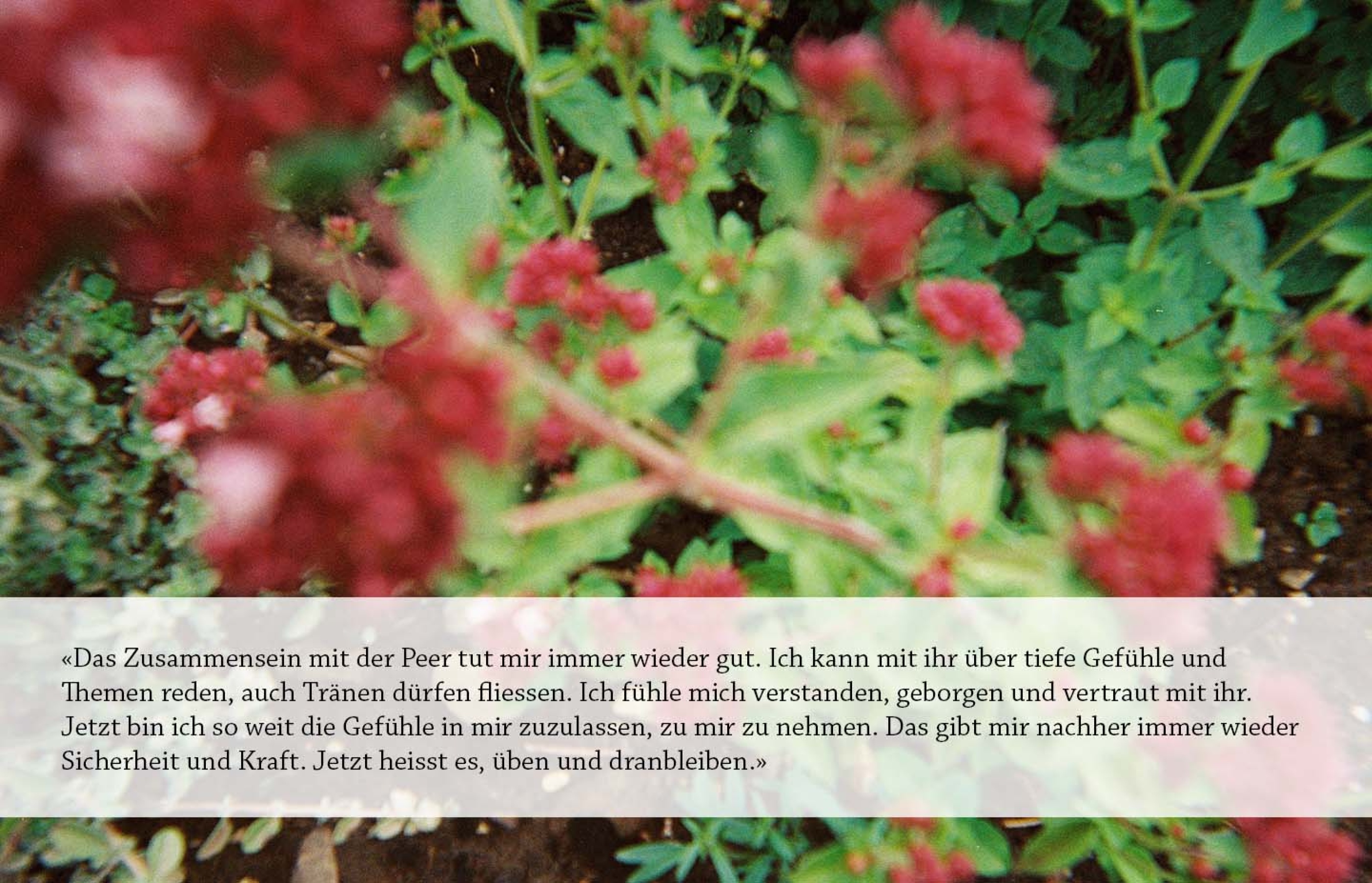 Man sieht rote Blumen mit grünen Blättern im Hintergrund mit dem Text als Zitat eines Leistungsnutzenden über die Peer-Arbeit. «Das Zusammensein mit der Peer tut mir immer wieder gut. Ich kann mit ihr über tiefe Gefühle und Themen reden, auch Tränen dürfen fliessen. Ich fühle mich verstanden, geborgen und vertraut mit ihr.»